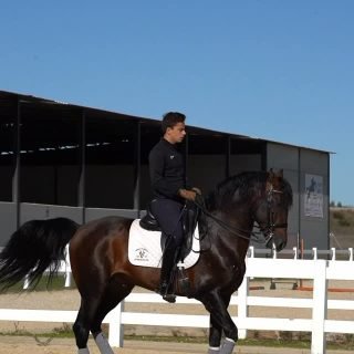 Le beau Poker 🇵🇹 qui danse avec son cavalier @javi_vazquez4 🐴
Toujours un plaisir de les filmer 🎬✨