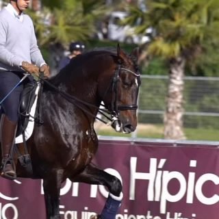 Poker RAE 🇵🇹🐴

Un cheval d’exception sous la selle de @javi_vazquez4 ✨