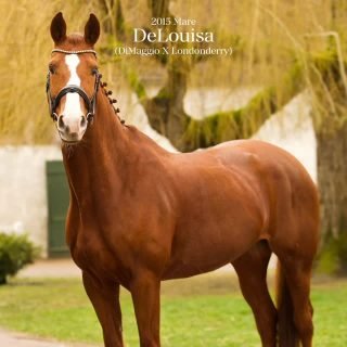 DE LOUISA ✨
Élégante jument hanovarienne à la vente - Niveau de dressage Intermédiaire confirmé ✅
__
Jument Hanovrienne de 11 ans, confirmée Intermédiaire (pirouettes, changements de pied aux deux temps). Actuellement au travail sur les mouvements de Grand Prix : changements de pied au temps, passage et piaffer.
Issue de la lignée DiMaggio x Londonderry, un pedigree reconnu en dressage pour la qualité de ses allures, son tempérament et ses nombreux chevaux performants.
Elle est montée et travaillée depuis trois ans par Catherine Henriquet (@catherine.henriquet), ancienne cavalière olympique française, reconnue pour son approche classique et son expertise dans la formation de chevaux de haut niveau.
Mesurant 1m69, DE LOUISA est une jument puissante et élégante, dotée de très belles allures et d’un excellent tempérament. Généreuse et volontaire, elle possède un très bon mental au travail.
Elle embarque facilement, se comporte très bien au paddock, en extérieur et en concours. Elle a déjà participé à des concours sur deux jours avec nuit sur place, où elle reste très calme et sereine.
Convient à un amateur ambitieux souhaitant évoluer vers le sport international ou à un professionnel recherchant une jument de qualité pour le Grand Prix.
📍 Actuellement visible dans les Yvelines (78), à environ 40 minutes à l’ouest de Paris.
✔ Visite vétérinaire complète réalisée en février
✔ Radios et vidéos des tests de flexion disponibles (RAS)
Acheteurs sérieux uniquement.
___
Projet : @oxer_agency
Vidéaste : @lgcrprod
Propriétaire : @ameliairion