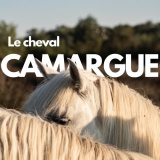 Une balade au crépuscule en Camargue, un soir de pleine lune 🌕 au mas de la cure. 🤍
Un instant hors du temps. ✨
___
📍 @maison_ducheval_camargue
📸 @oxer_agency
#camargue #chevalcamargue #camarguehorses
