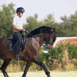 ¡Todo el equipo Pivo Horses a tope! 🐴✨
➡️ Viajero — PRE, 7 años
➡️ Juguetón — PRE, 5 años
➡️ Tanqueray — Oldemburgo, 3 años
➡️ Sunshine — 4 años
➡️ Bravissimo — 13 años
➡️ Magala — 8 años
➡️ Poker — Lusitano, 6 años
📹 @oxer_agency
@javi_vazquez4 @arabia.11