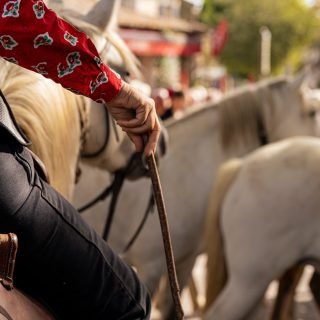 Roussataïo à Eygalières 🐴
En provençal, la jument, c’est la « rosso ». La roussataïo, c’est la transhumance d’un troupeau de juments et de poulains d’une pâture à l’autre 🌾
Hier, elle a traversé les rues du village : juments et poulains de pure race Camargue, encadrés par une dizaine de gardians en tenue traditionnelle.
Une tradition qui se vit dans les rues des villages, chaque année. 🤍