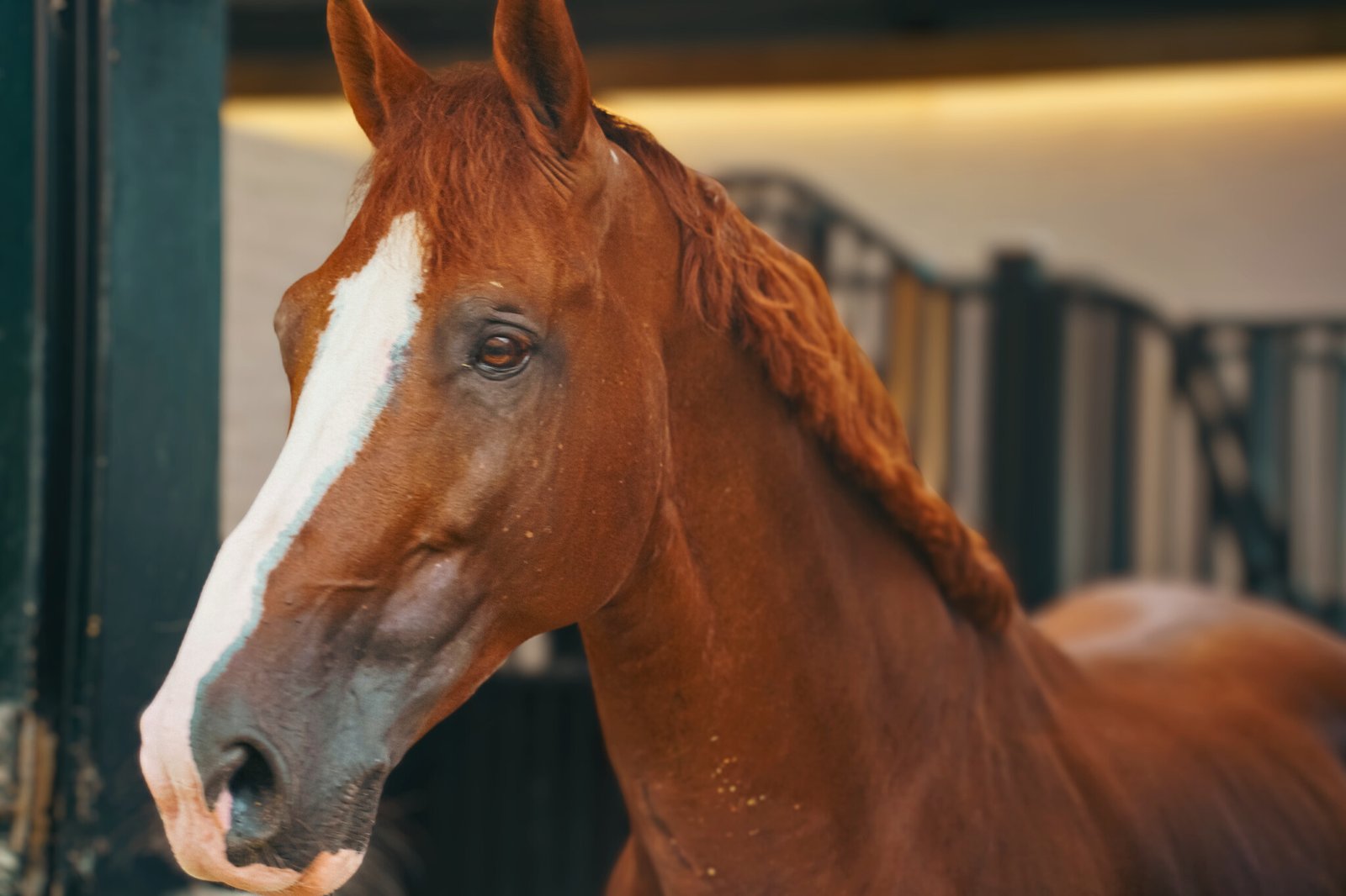 stephex stables